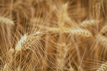 agriculture, background, Wallpaper, bread, bright, cereal, windows Wallpaper, country, countryside, crop, cultivated