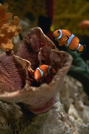 Anemonenfisch, unter wasser, lebendige Koralle, Marine Reef, Schwimmclownfische, Leben im Ozean, aquatische Umgebung, Riff-Fisch, Meereslebewesen, Korallenriff, Meeresbewohner