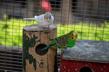 κλουβί, budgerigars, ζωντανά πουλιά, ξύλινες κατασκευές, υπαίθριο πτηνοτροφείο, περιφραγμένο πτηνοτροφείο, κατοικίδια πτηνά, είδος παπαγάλου, πολύχρωμα πουλιά, περίβλημα πτηνοτροφείου, πουλί σκαρφαλωμένο