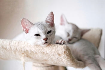 Weiße Kätzchen, Kratzbaum, Innenhüter, gemütlicher Katzenbaum, Tierliebhaber, Katzen faulenzen, weiße Katzen, Innenkatzen, süße Kätzchen, Katzenmöbel, Haustierdekor