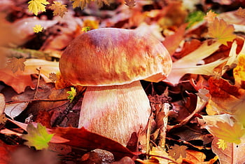 boletus edulis, houba, houby, vegetace, listy, Příroda, rostlina, podzim, biologie