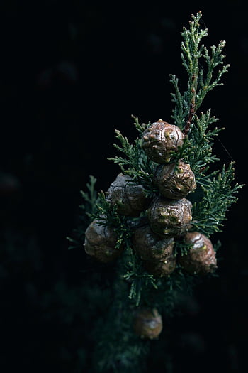 cones, conifer, coniferous, coniferous Tree, conifer Tree, cypress, cypress Cones, cypress Tree, dark, dark Background, dark Photography