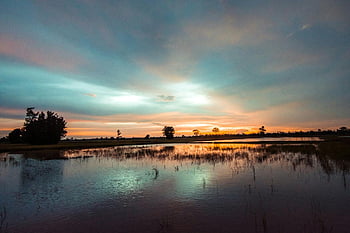 le coucher du soleil, zones humides, l'eau calme, paysage rural, silhouettes d'arbres, réflexion, paysages naturels, ciel du soir, scène tranquille, photographie de nature, environnement paisible