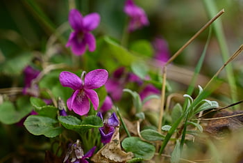 fialky, Sladké fialky, květinové tapety, Anglické fialky, viola odorata, květiny, jaro, zahrada, krásné květiny, květinové pozadí, Příroda