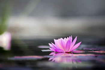 スイレン、 水、 自然、 霧、 ピンク、 反射、 水生植物、 花の背景、 ヌパールテア、 池の植物、 池の花