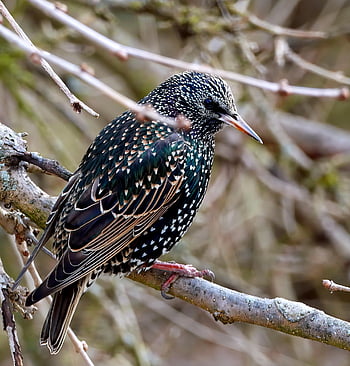 estornino, pájaro, animal, plumas, plumaje, pico, posado, naturaleza, fauna silvestre, alas, aviar