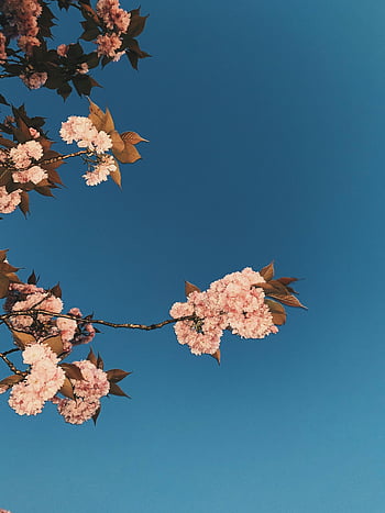 blue sky, blooming tree, pink flowers, cherry blossoms, clear blue sky, spring beauty, vibrant flowers, delicate beauty, spring season, floral scene, nature photography