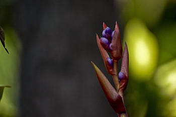 flower, petals, flower Wallpaper, stem, beautiful Flowers, plants, flower Background, buds, nature, bloom, flora