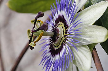 mučenka, květ, passiflora, rostlina, Příroda, okvětní lístky, květinové tapety, flóra, zblízka, nachový, zahrada