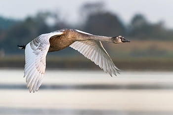 swan, bird, animal, flight, wings, feathers, plumage, waterfowl, aquatic Bird, wildlife, nature