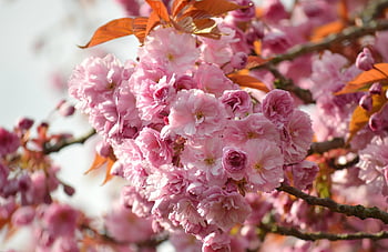flower, cherry Blossoms, oriental Cherry, east Asian Cherry, spring, spring Awakening, flower Wallpaper, prunus Serrulata, flower Background, japanese Cherry, flora