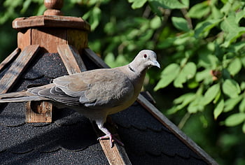 krůtí holub, Collared Pigeon, pták, zvíře, holubice, Příroda, fauna, sedící