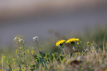 dente di leone, Fiore di campo, natura, pianta, fiore, fiore selvaggio, Repubblica di Corea, primavera, sfondo di fiori, bellissimi fiori, Corea
