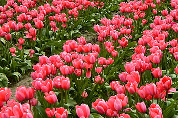 tulips, flower Of Tulip, field Of Tulips, planting Tulips, tulips Mount Vernon Wa, mount Vernon Tulip Fields, skagit Valley