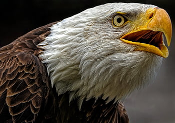 aquila, aquila calva, uccello, raptor, uccello rapace, cacciatore, predatore, aviaria, ornitologia, piume, becco