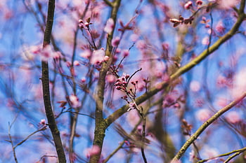 růžové třešňové květy, jarní květiny, modrá obloha, větve stromů, detail, malé růžové květy, jarní sezóna, květinový, Příroda, třešeň, růžové květy