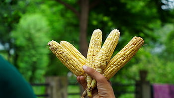 maíz, mazorca, mano, participación, maíz en la mazorca, vegetales, cosecha, Produce, orgánico, Fresco, cultivos