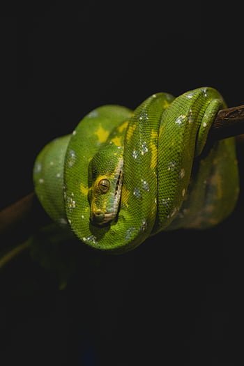 zöld kígyó, faág, morelia viridis, zöld fa python, élénk mérlegek, tekercselt kígyó, ütő zöld, fa python, Kígyó az ágon, zöld mérlegek, tekercselt python