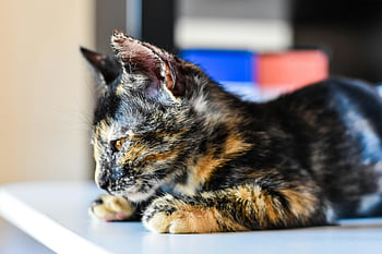 べっこう子猫、 カラフルな子猫、 室内猫、 休んでいる子猫、 ユニークな毛皮パターン、 奇妙な表現、 クローズアップ写真、 室内ペット、 べっこう猫、 屋内の子猫、 リラックスした子猫