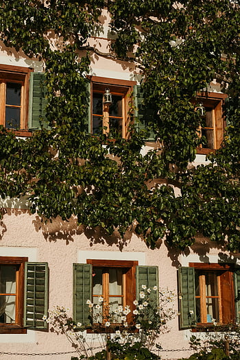 Hallstattský dům, fasáda zarostlá břečťanem, zelený břečťan, dřevěné žaluzie, Okna, Malebný dům, Hallstattská architektura, zelené žaluzie, okna květiny, stavební fasáda, zarostlá fasáda