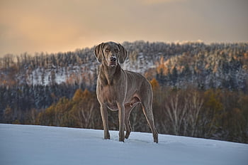 犬、 ペット、 ワイマラナー、 犬歯、 雪、 自然、 動物、 冬