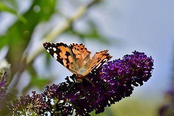 flor, mariposa, papel tapiz de flores, insecto, Vanessa Cardui, polen, polinizar, polinización, hermosas flores, fondo de flores, mariposa pavo real