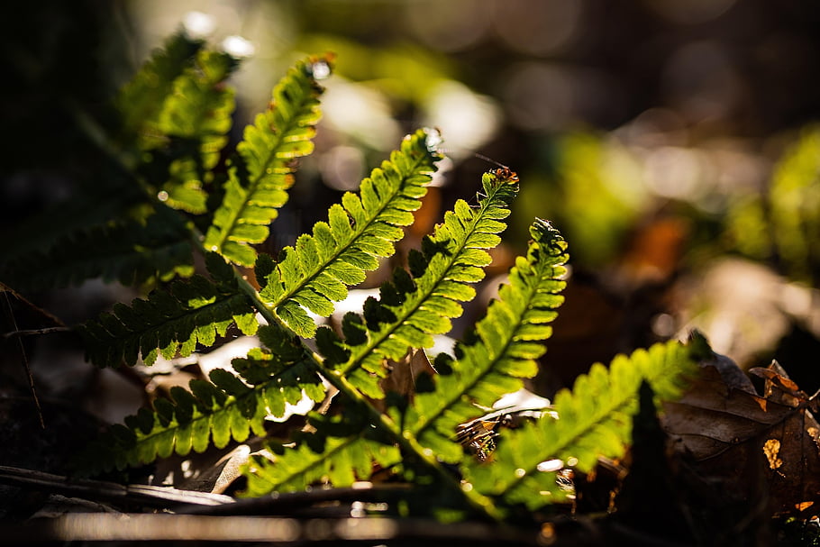 fern, plant, green, forest, nature, leaves, flora, growth, ecology, spring, environment
