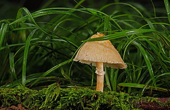 mushroom, agaric, fungal Science, forest, wild Mushroom, nature, moss, close Up, forest Floor