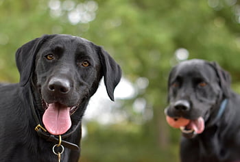 anjing, Labrador hitam, labrador retriever, tersenyum, lidah keluar, alam, ingin tahu, kakak beradik, senang, ceria, hewan peliharaan