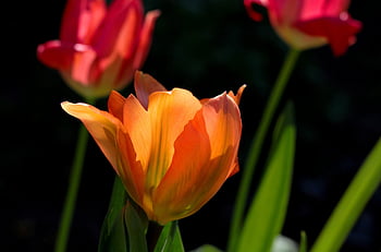 tulipa fosteriana 오렌지 황제, 튤립, 주황색, 봄의 햇빛, 부활절, 화려한, 불길의, pen펜 블루 테, 색깔, 명랑한, 아름다움