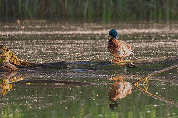 mallardo, anatra, uccello, animale, drake, piume, becco, uccelli acquatici, natura, birdwatching, aviaria