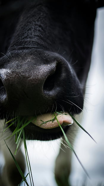 närbild fotografering, vit och svart vattenbuffel, äta gräs, Detaljerad närbild, ko mun, tugga färskt gräs, utomhus, Djur närbild, bondgårdsdjur, naturfotografering, gräs äter