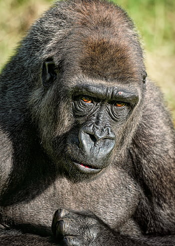 gorilla, ape, primate, western Lowland Gorilla, animal, nature, mammal, wildlife, critically Endangered