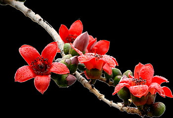 kapok, flower, flower Wallpaper, flower Background, nature, beautiful Flowers, red