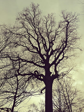 ağaç, baum, doğa, ahşap, wald