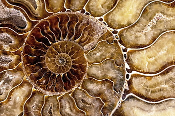 fossil, ammonite, shell, spiral, paleontology, nautilus, agate, fossilised Ammonite, ammonite Fossil, close Up