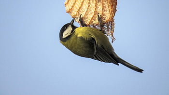 vogel, feeding, hongerig, in de winter, schattig, natuur, dieren, blauwe mees