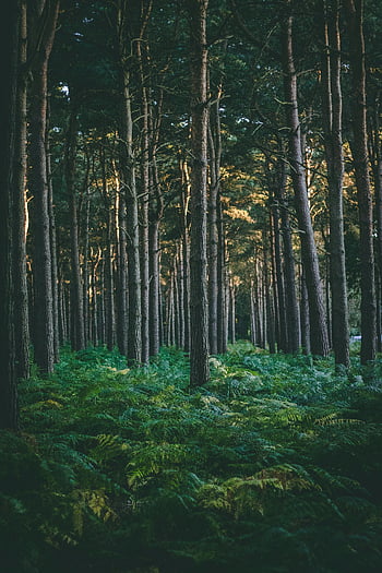 forest, brown sky, evergreen forest, ferns, nature's beauty, tranquility, trees, greenery, natural landscape, serene environment, woodland scene