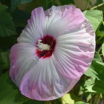 hibiscus, flower, plant, flower Background, petals, beautiful Flowers, flower Wallpaper, bloom, blossom, decorative, tropical