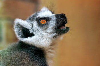 animale, mammifero, natura, lemure, occhi, avvicinamento, lemure dalla coda ad anelli