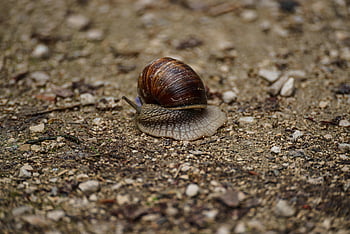 hlemýžď, měkkýš, zvíře, volně žijících živočichů, sliz, zblízka, Příroda, helix pomatia, hnědý