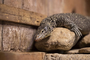 lizard, iguana, reptile, animal, exotic, dragon, creature, nature, tropical, scaly, wild