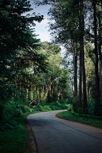 road surrounded by trees, green-leafed trees, scenic road, lush forest, Hoskeri, India, summer, meandering road, forest road, nature scenery, greenery