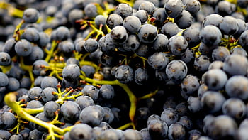 black grapes, fresh grapes, winemaking grapes, outdoor grapes, vibrant grapes, bunches of grapes, perfect grapes, selective focus, outdoor photography, grape clusters, grape harvest