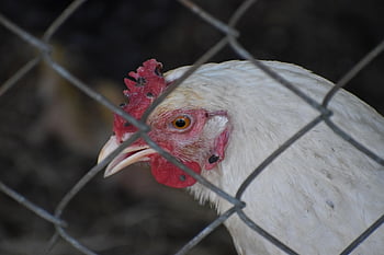 gallina, pollo, animale, uccello, azienda agricola, agricoltura, natura, pollame, Gallo, stia