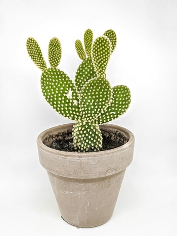 plante de cactus, Pot en terre cuite, Opuntia microdasys, décor d'intérieur, cactus vibrant, pot élégant, plante d'intérieur, succulent, cactus en pot, cactus vert, conteneur d'argile