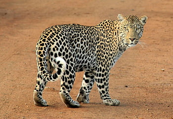 macan tutul, mantel berbintik, sabana, merapatkan, berjalan, binatang buas, kucing besar, margasatwa, alam, satwa liar afrika, predator