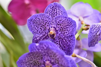 orchids, flower, petals, orchid Flower, blossom, bloom, plant, nature, exotic, tropical