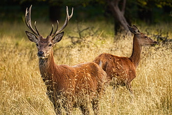 deer, animals, grass, wildlife, wild Animals, mammals, antlers, wild, meadow, wilderness, nature