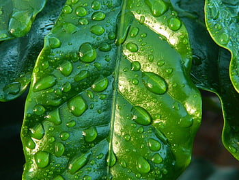 close-up photography, leaf, water drops, vibrant macro shot, dew drops, lush green leaf, freshness, nature, greenery, plant, macro photography